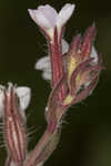 Common catchfly